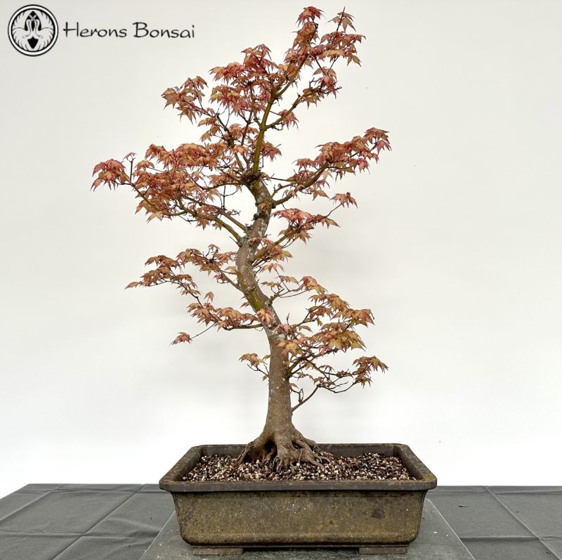 Japanese Maple Bonsai Trees