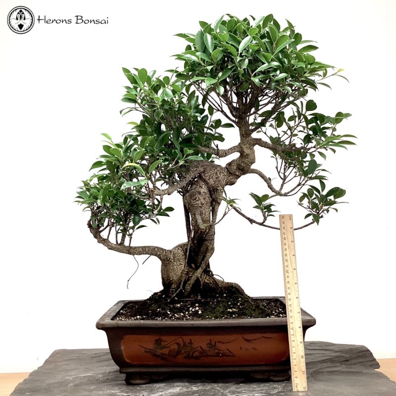 Ficus Bonsai Trees